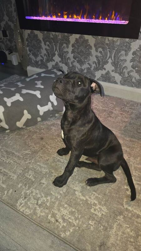 Staffordshire bull terrier - Image 2 of 3