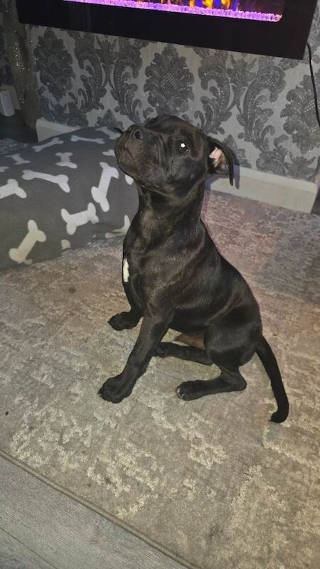 Staffordshire bull terrier - Image 3 of 3