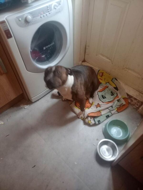 Staffie Puppies For Sale