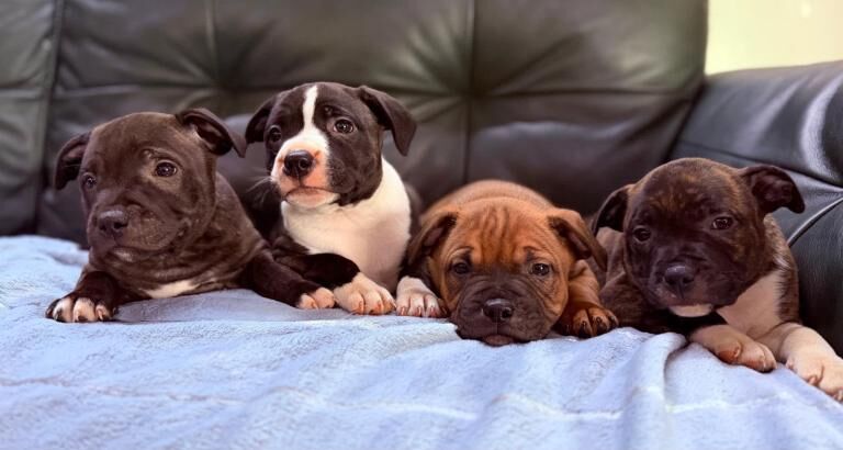 Staffordshire bull terrier - Image 2 of 5