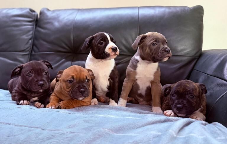 Staffordshire bull terrier - Image 3 of 5
