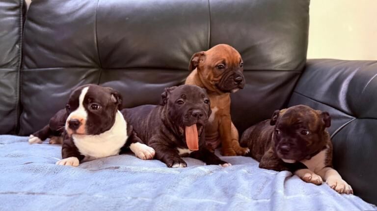 Staffordshire bull terrier - Image 4 of 5