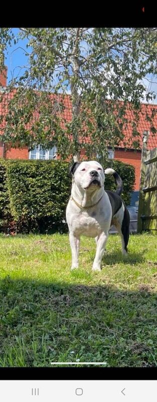 Staffordshire bull terrier apache
