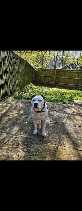 Staffordshire bull terrier apache - Image 2 of 2