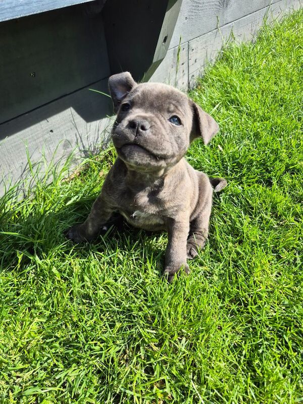 Staffordshire bull terrier blue for sale in Penicuik, Midlothian