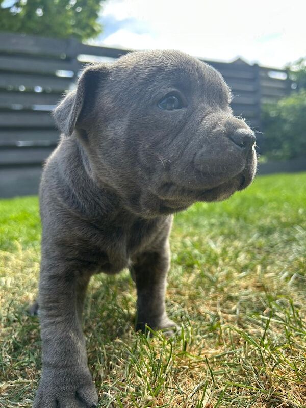 Staffordshire bull terrier blue for sale in Penicuik, Midlothian | Image 2