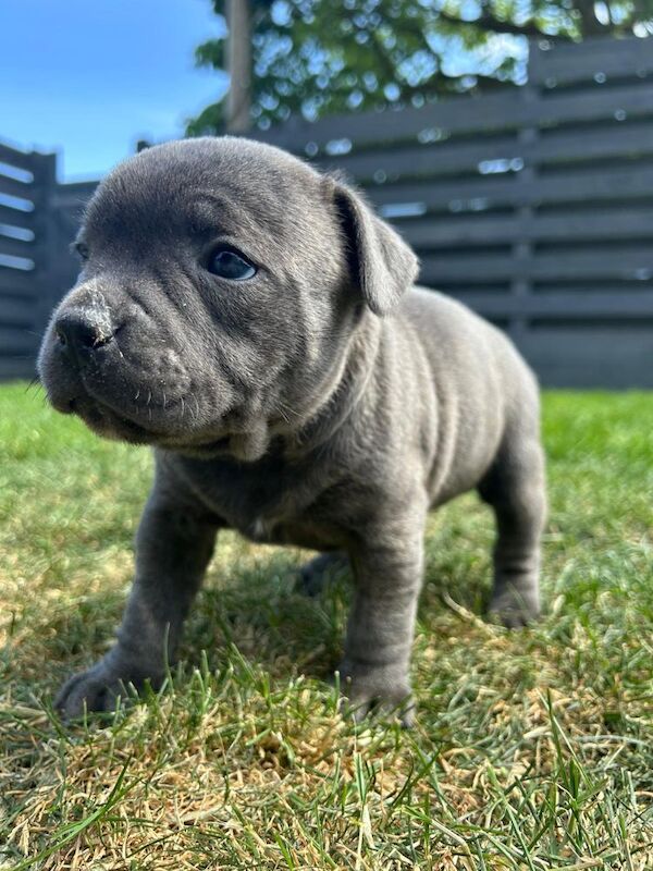Staffordshire bull terrier blue for sale in Penicuik, Midlothian | Image 3