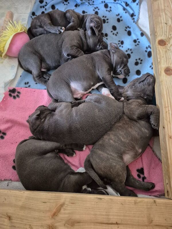 Staffordshire bull terrier blue for sale in Penicuik, Midlothian - Image 4
