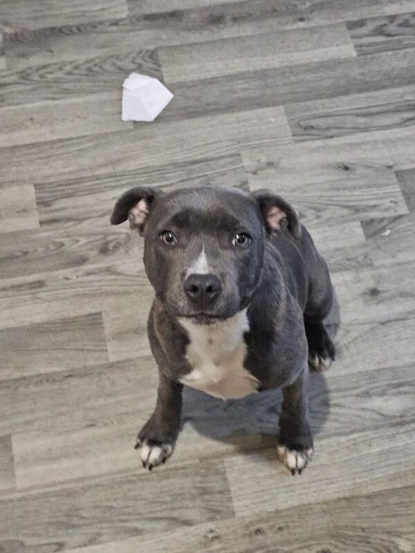 Staffordshire Bull Terrier puppies for sale in Grimsby, Lincolnshire – 5 months old