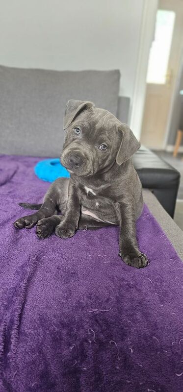 Staffordshire bull terrier blue male puppy ready to leave now. for sale in Gateshead, Tyne and Wear