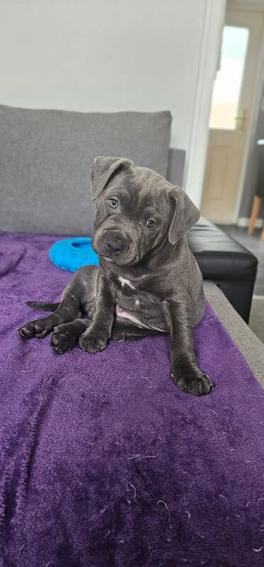 Staffordshire bull terrier blue male puppy ready to leave now. for sale in Gateshead, Tyne and Wear | Image 2