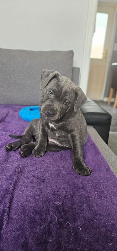 Staffordshire bull terrier blue male puppy ready to leave now. for sale in Gateshead, Tyne and Wear | Image 3