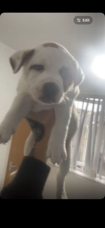 Staffordshire bull terrier boy 13 weeks old