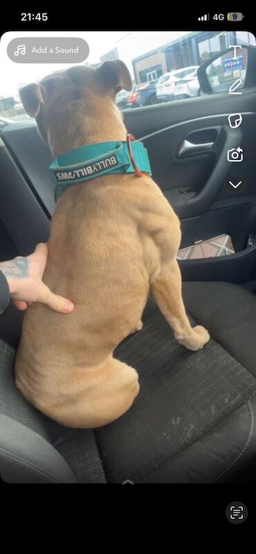 Staffordshire Bull Terrier puppies for sale in Hillsborough, County Down – KC registered, 1 year old - Image 2 of 3