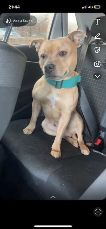 Staffordshire Bull Terrier puppies for sale in Hillsborough, County Down – KC registered, 1 year old - Image 3 of 3