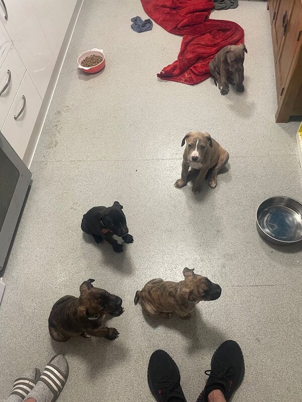 Staffordshire bull terrier cross for sale in Basildon, Essex