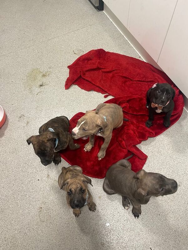 Staffordshire Bull Terrier puppies for sale in Basildon, Essex – 8 months old - Image 2 of 3