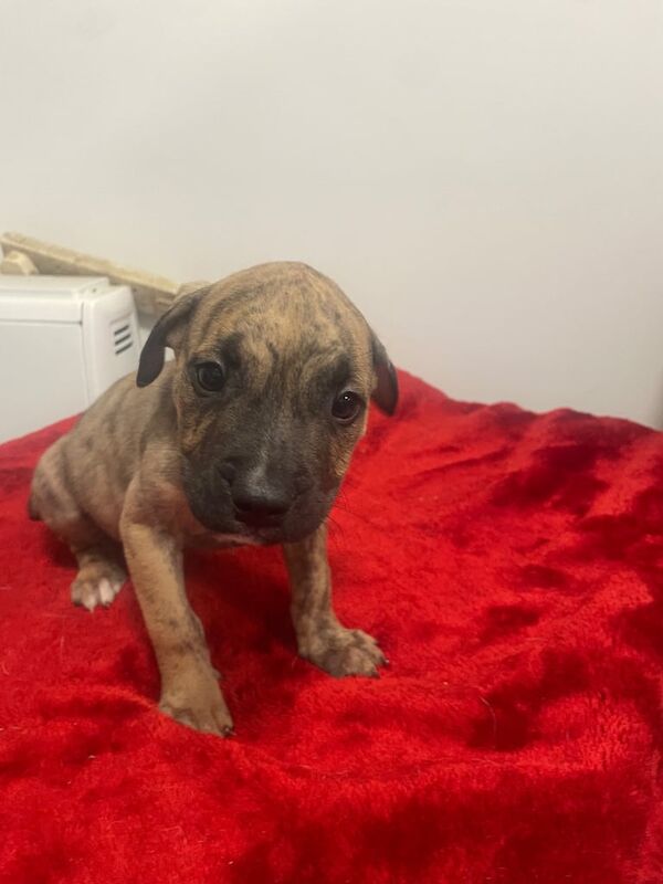 Staffordshire Bull Terrier puppies for sale in Basildon, Essex – 8 months old - Image 3 of 3