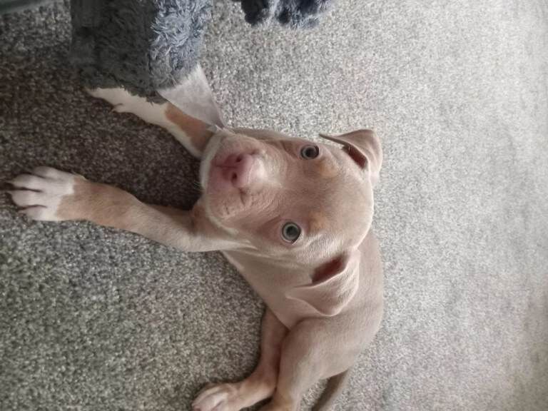Staffordshire bull terrier cross