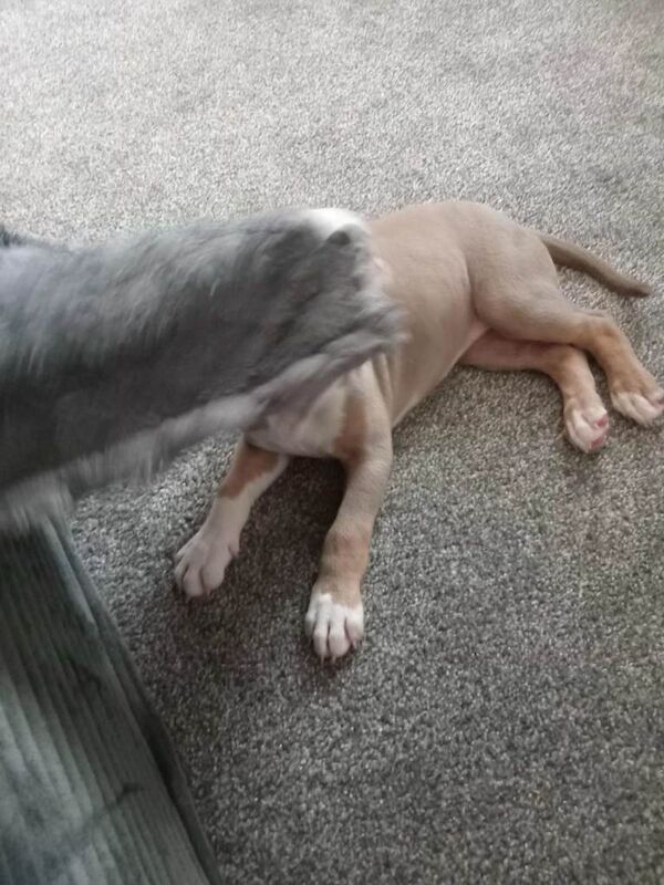 Staffordshire bull terrier cross - Image 3 of 5