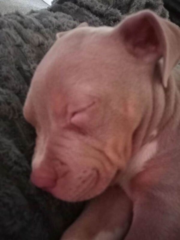 Staffordshire bull terrier cross - Image 4 of 5
