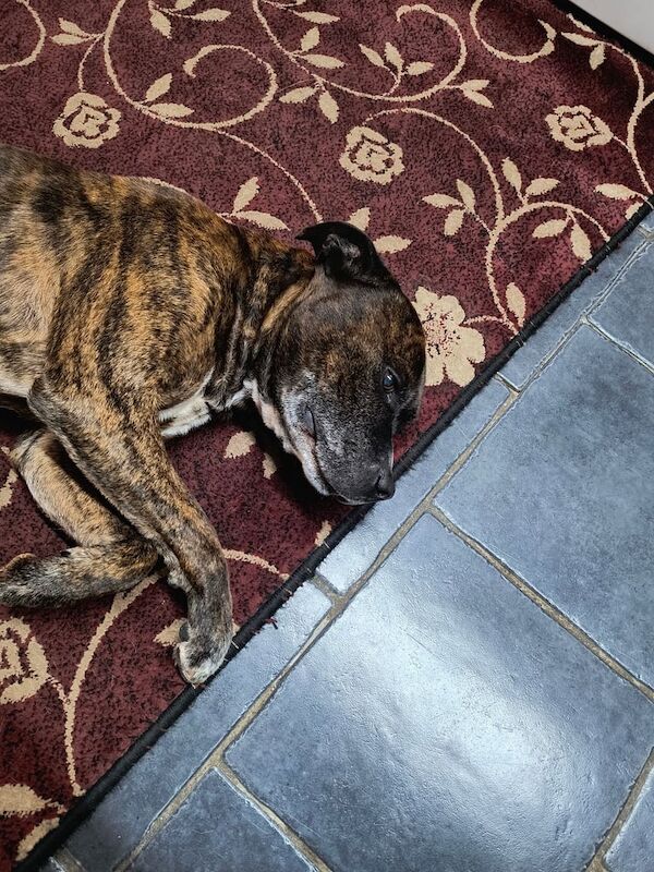 Staffordshire Bull Terrier puppies for sale in Market Warsop, Nottinghamshire – 8 years old - Image 3 of 6