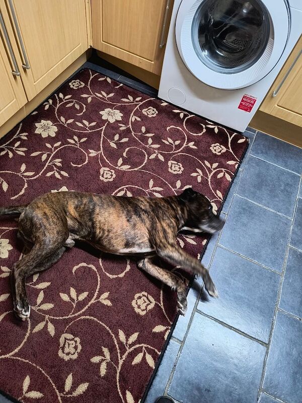 Staffordshire Bull Terrier puppies for sale in Market Warsop, Nottinghamshire – 8 years old - Image 4 of 6