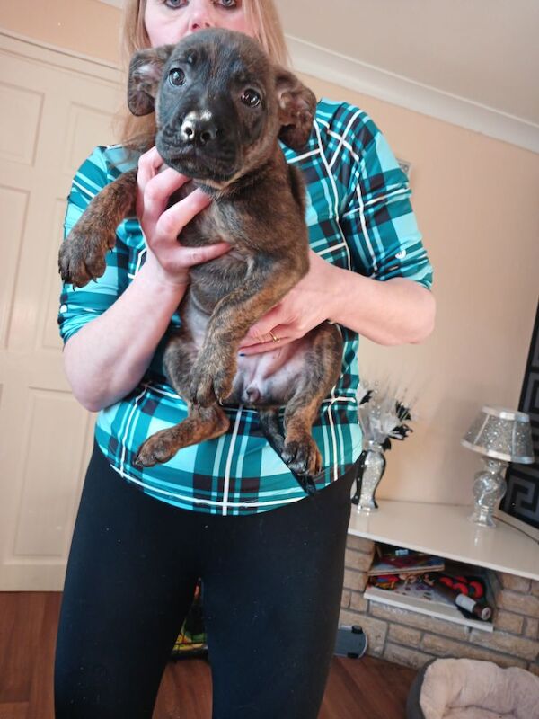 Staffordshire bull terrier cross german shepherd puppies for sale in Scunthorpe, Lincolnshire - Image 3