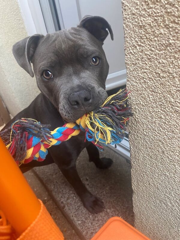 Staffordshire Bull Terrier puppies for sale in Cambridge, Cambridgeshire – 5 months old