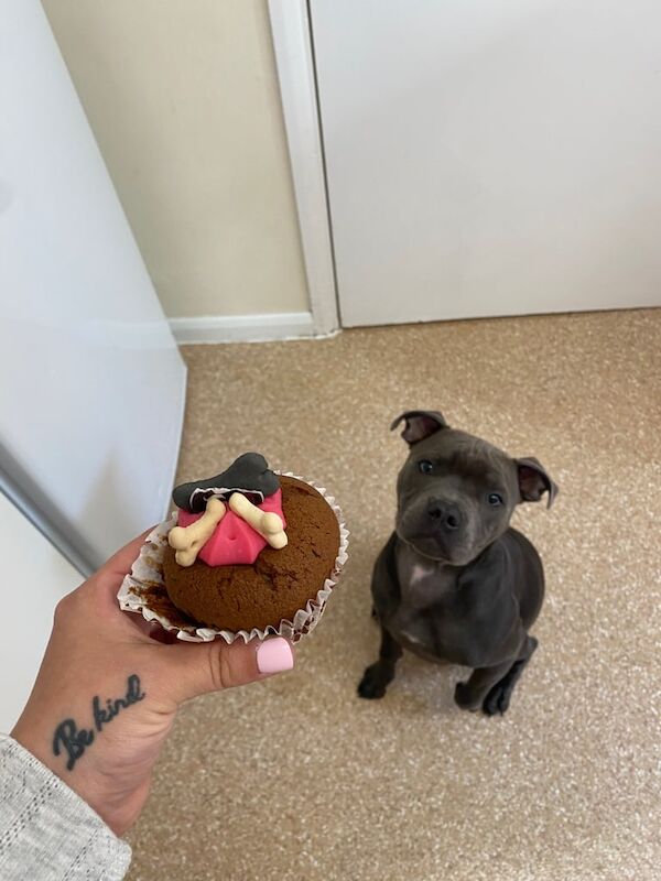 Staffordshire Bull Terrier puppies for sale in Cambridge, Cambridgeshire – 5 months old - Image 2 of 3