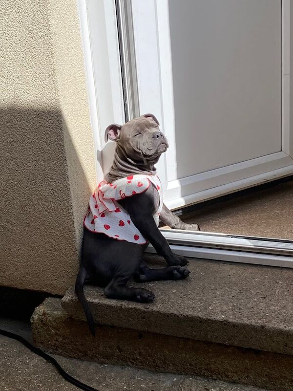 Staffordshire Bull Terrier puppies for sale in Cambridge, Cambridgeshire – 5 months old - Image 3 of 3