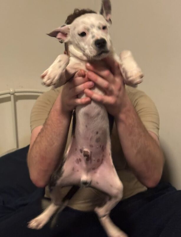 Staffordshire Bull Terrier puppies for sale in Huddersfield, West Yorkshire – 11 weeks old