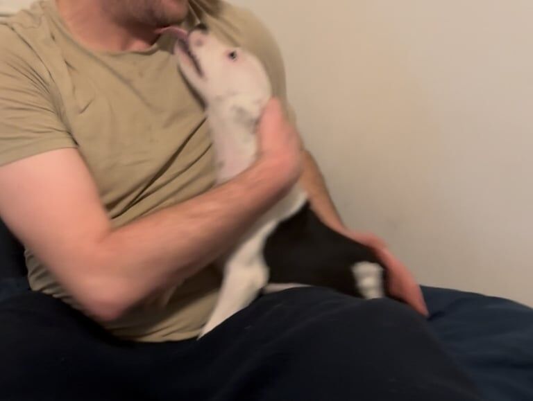 Staffordshire Bull Terrier puppies for sale in Huddersfield, West Yorkshire – 11 weeks old - Image 6 of 6