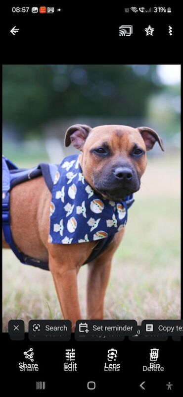 Staffordshire Bull Terrier puppies for sale in Oldbury, West Midlands – 2 years old - Image 4 of 12