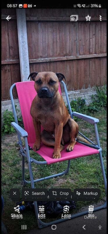 Staffordshire Bull Terrier puppies for sale in Oldbury, West Midlands – 2 years old - Image 9 of 12