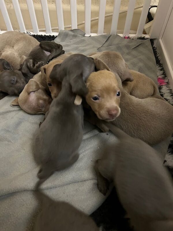 Staffordshire Bull Terrier puppies for sale in Cullompton, Devon – 1 year old - Image 2 of 3