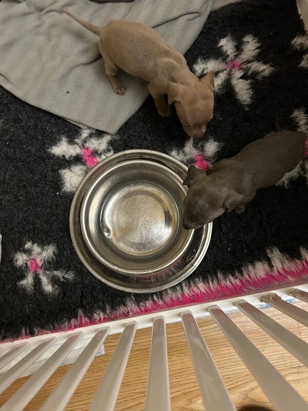 Staffordshire Bull Terrier puppies for sale in Cullompton, Devon – 1 year old - Image 3 of 3