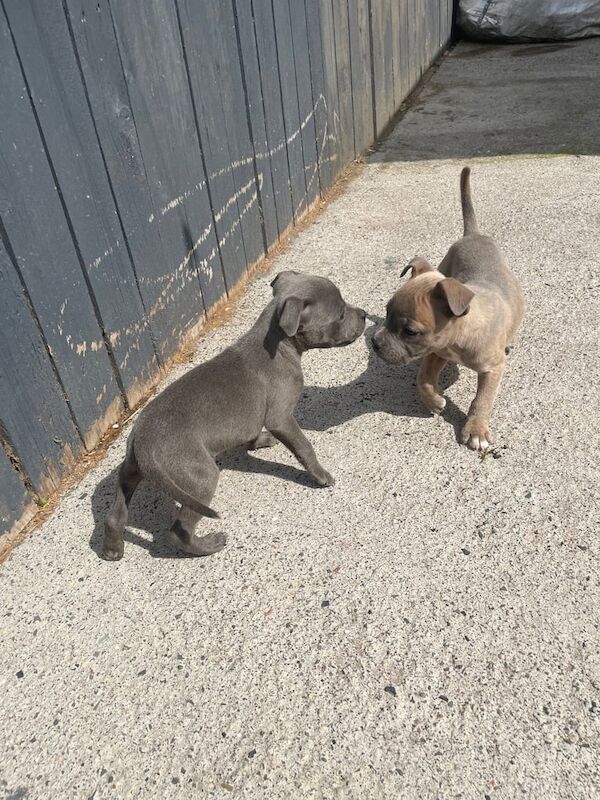Staffordshire Bull Terrier puppies for sale in Sunderland, Tyne and Wear – KC registered, 10 weeks old