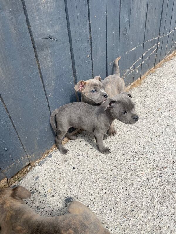 Staffordshire Bull Terrier puppies for sale in Sunderland, Tyne and Wear – KC registered, 10 weeks old - Image 2 of 3