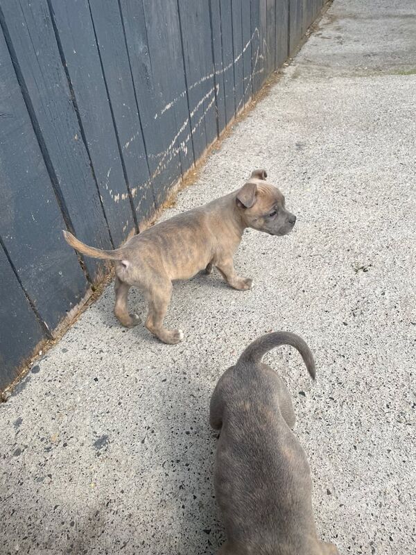 Staffordshire Bull Terrier puppies for sale in Sunderland, Tyne and Wear – KC registered, 10 weeks old - Image 3 of 3
