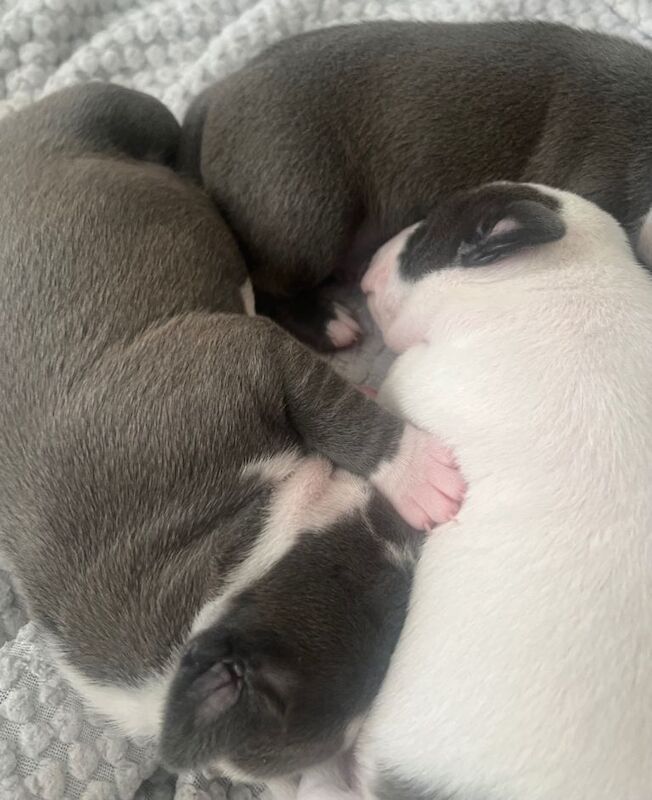Kennel Club Registered Staffordshire Bull Terrier Puppies For Sale