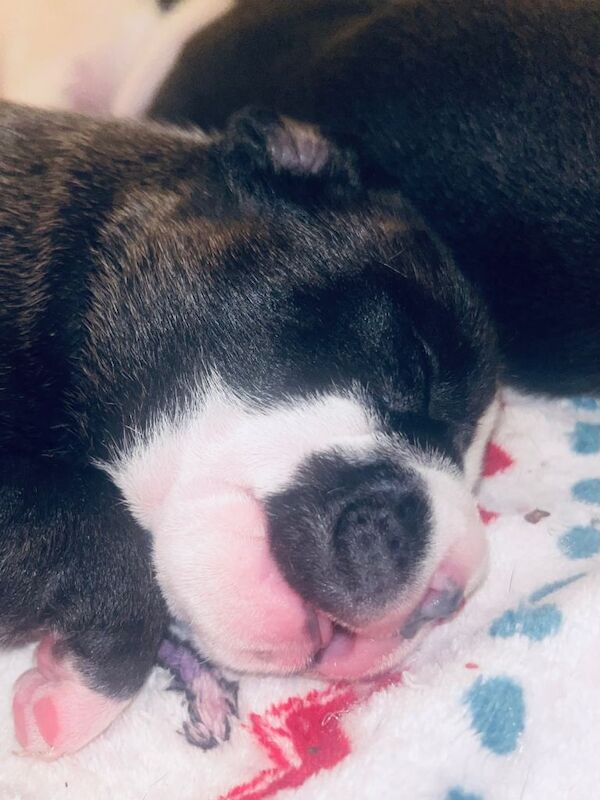 Staffordshire Bull Terrier Pup NOT KC REG - Image 2 of 3
