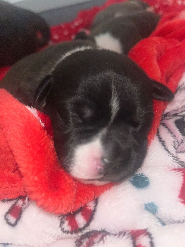 Staffordshire Bull Terrier Pup NOT KC REG - Image 3 of 3