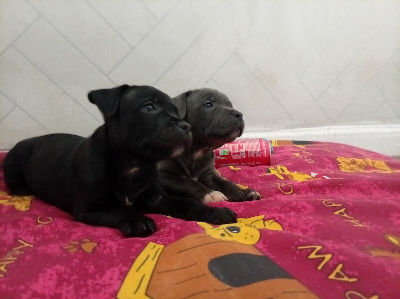 Staffordshire bull terrier pup valglo sired