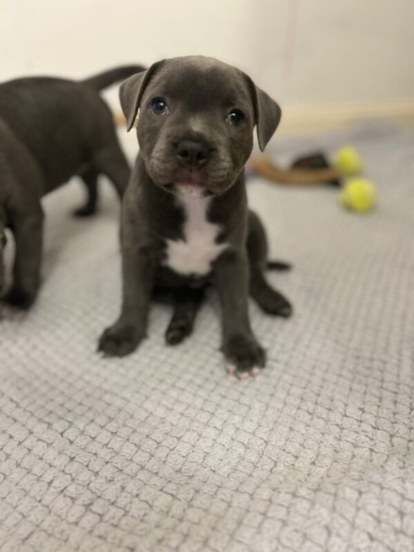 Staffordshire Bull Terrier puppies for sale in Plymouth, Devon – KC registered, 8 weeks old - Image 2 of 11