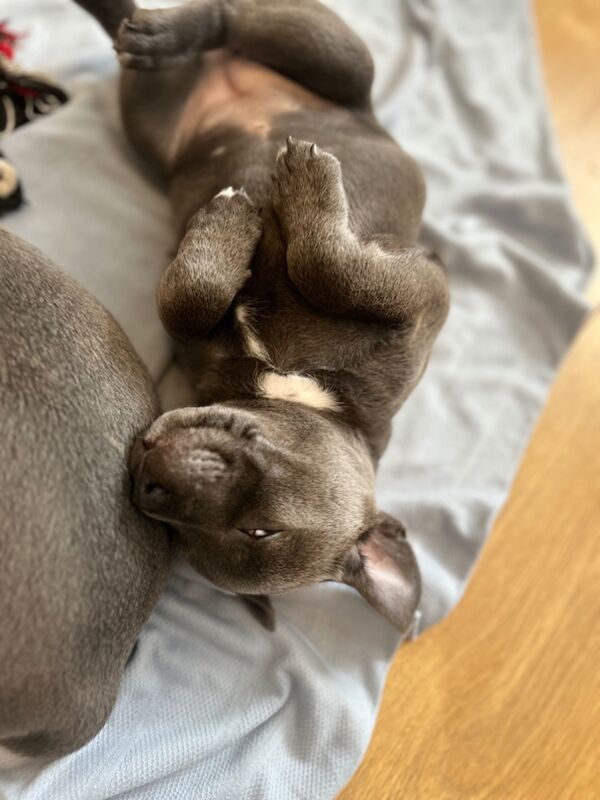 Staffordshire Bull Terrier puppies for sale in Plymouth, Devon – KC registered, 8 weeks old - Image 3 of 11