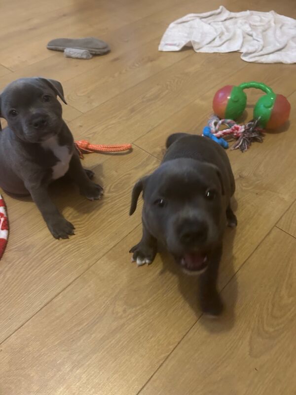 Staffordshire Bull Terrier puppies for sale in Plymouth, Devon – KC registered, 8 weeks old - Image 5 of 11