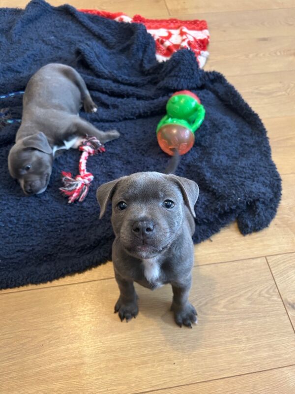 Staffordshire Bull Terrier puppies for sale in Plymouth, Devon – KC registered, 8 weeks old - Image 6 of 11