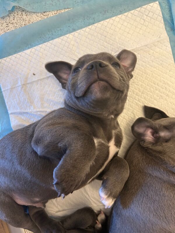 Staffordshire Bull Terrier puppies for sale in Plymouth, Devon – KC registered, 8 weeks old - Image 7 of 11