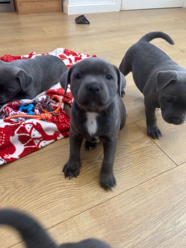 Staffordshire Bull Terrier puppies for sale in Plymouth, Devon – KC registered, 8 weeks old - Image 8 of 11